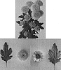 Chrysanthemum%20x%20morifolium%20%27Espinal%27