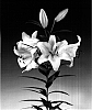 Lilium%20L.%20orienpet%20%28oriental%20x%20trumpet%29%20%27Tarragona%27
