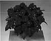 Impatiens%20hawkeri%20%27Fisupnic%20Flame%27