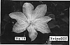 Clematis%20hybrid%20%27Evipo003%27