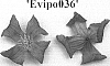 Clematis%20viticella%20%27Evipo036%27