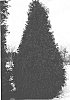 Thuja%20standishii%20x%20Thuja%20plicata%20%27Steeplechase%27