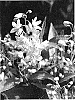 Deutzia%20gracilis%20%27Duncan%27