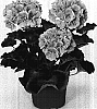 Pelargonium%20x%20hortorum%20%27Fisum%20Pink%27