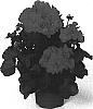 Pelargonium%20x%20hortorum%20%27Fisum%20Coral%20Red%27