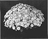 Chrysanthemum%20x%20morifolium%20%27Yoerin%27