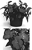 Impatiens%20hawkeri%20%27Visinfscar%27