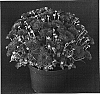 Chrysanthemum%20x%20morifolium%20%27Yotabitha%27