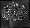 Chrysanthemum%20x%20morifolium%20%27Yotabitha%27