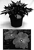 Impatiens%20hawkeri%20%27Visinflav%27