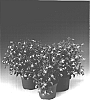 Lobelia%20x%20hybrida%20%27Lobetis%27