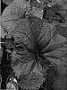 Ligularia%20dentata%20%27Britt-Marie%20Crawford%27