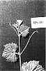 Vitis%20champinii%20x%20%28Vitis%20riparia%20x%20Vitis%20rupestris%20%27RS-9%27