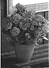Kalanchoe%20blossfeldiana%20%27Pellinore%27