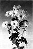 Chrysanthemum%20morifolium%20%27Redock%20White%27