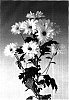 Chrysanthemum%20morifolium%20%27Redock%20White%27