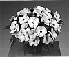 Impatiens%20hawkeri%20%27Fisupnic%20Lipink%27