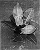 Philodendron%20hybrid%20%27Pastel%20Sport%20%232%27
