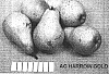 Pyrus%20communis%20%27HW616%20Pear%27