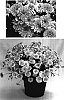 Argyranthemum%20frutescens%20%27Supa538%27