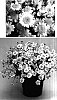Argyranthemum%20frutescens%20%27Supa3047%27