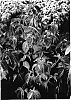 Cornus%20kousa%20var.%20chinensis%20%27Madison%27