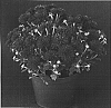 Chrysanthemum%20x%20morifolium%20%27Yobrandi%27