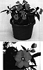 Impatiens%20hawkeri%20%27Visinflila%27