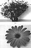 Osteospermum%20ecklonis%20%27Balserpink%27