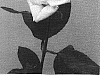 Rosa%20hybrida%20%27RUIMZ15%27