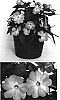 Impatiens%20hawkeri%20%27Visinflapi%27