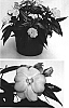 Impatiens%20hawkeri%20%27Visinfpiki%27