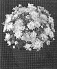Chrysanthemum%20x%20morifolium%20%27Warm%20Yoursula%27