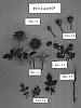 Rosa%20hybrida%20%27POULpar029%27