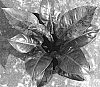 Philodendron%20hybrid%20%27Variegated%20Sport%20%231%27