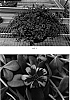 Portulaca%20oleracea%20%27Kakegawa%20CY4%27