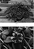 Portulaca%20oleracea%20%27Kakegawa%20CY4%27