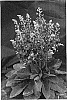 %28Verbascum%20phoeniceum%20x%20V.%20dumulosum%29%20x%20V.%20phoeniceum%20%27Plum%20Smokey%27