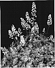 %20x%20Heucherella%20sp.%20%27Birthday%20Cake%27
