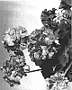 Pelargonium%20x%20hortorum%20%27Maestro%20Pink%27