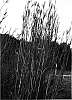 Andropogon%20gerardi%20%27Big%20Daddy%27
