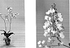 Ionocidium%20spp.%20%27Haruri%27