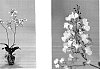 Ionocidium%20spp.%20%27Haruri%27