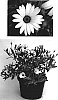 Osteospermum%20ecklonis%20%27Sekiin47%27