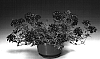 Verbena%20x%20hybrida%20%27Pulena%27
