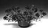 Verbena%20x%20hybrida%20%27Pulena%27