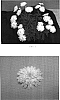 Argyranthemum%20x%20hybrida%20%27OHMADCAMA%27
