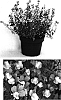 Nemesia%20caerula%20%27Nemrowhi%27