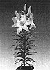 Lilium%20hybrida%20%27Tiny%20Todd%27