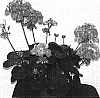 Pelargonium%20x%20hortorum%20%27Pacwu%27